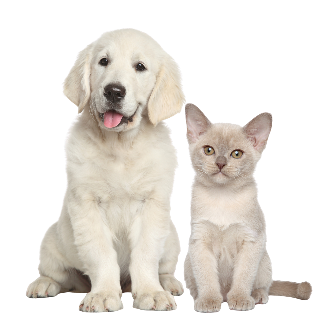 Pets